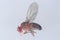 Study genetic of Drosophila melanogaster fruit fly, vinegar fly in laboratory.Â 